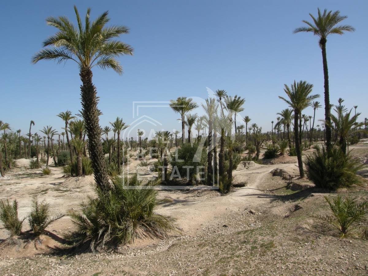 Top affaires vente lots à la palmeraie titrés Livrables de suite
