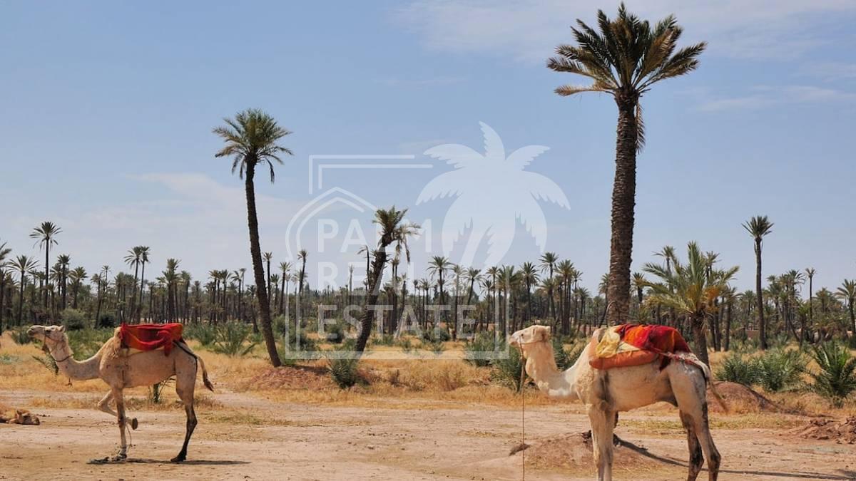 Top affaire vente lots à la palmeraie  titrés Livrables de suite 